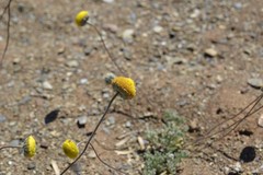 Foveolina dichotoma