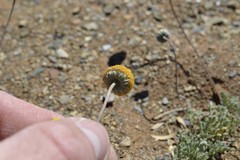 Foveolina dichotoma