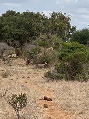 Tragelaphus imberbis