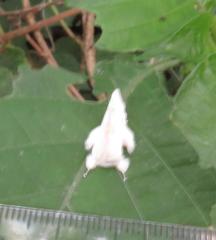 Naroma varipes