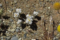 Helichrysum herniarioides