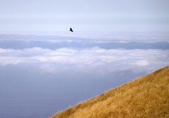 Buteo jamaicensis