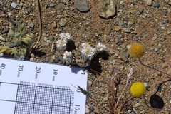 Helichrysum herniarioides