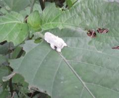 Naroma varipes