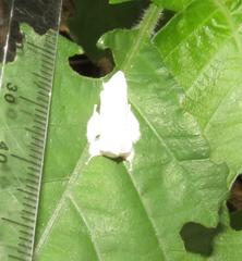 Naroma varipes