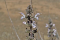 Salvia disermas
