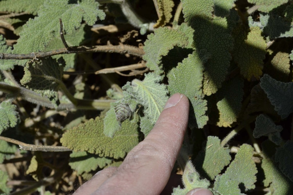 Dassie Sage
