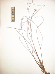 Eriocaulon breviscapum