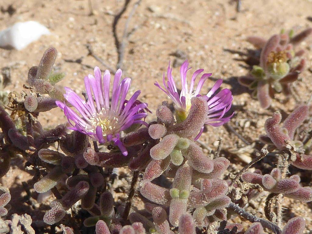 Drosanthemum hispidum