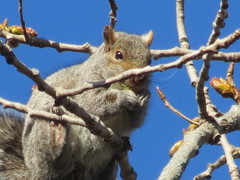 Sciurus carolinensis