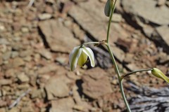 Albuca leucantha