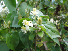Clematis