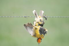 Macronyx capensis colletti