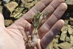 Albuca spiralis