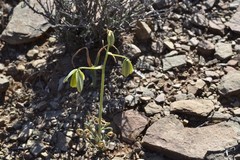 Albuca spiralis