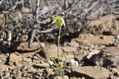Albuca spiralis