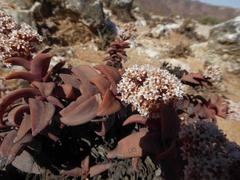 Crassula fusca