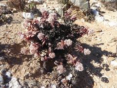 Crassula fusca