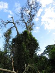 Afrocarpus falcatus