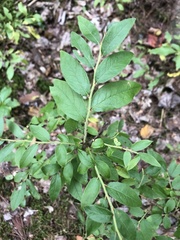 Media resource of Vaccinium myrtilloides