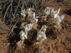Gethyllis namaquensis
