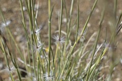 Stipagrostis ciliata