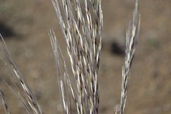 Stipagrostis ciliata