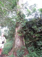 Afrocarpus falcatus