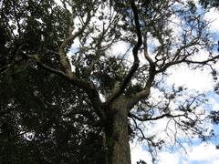 Afrocarpus falcatus