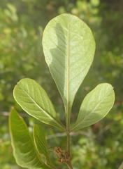 Searsia lucida lucida