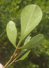 Searsia lucida lucida