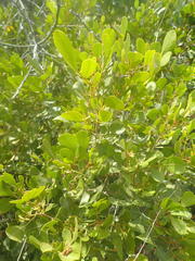 Searsia lucida lucida