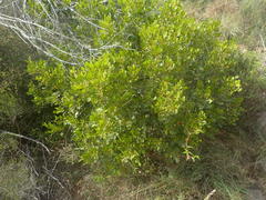 Searsia lucida lucida