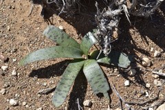 Ledebouria apertiflora