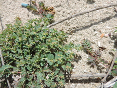 Euphorbia cozumelensis