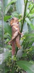 Abisares viridipennis