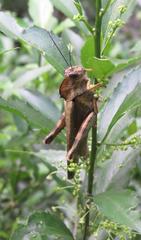 Abisares viridipennis