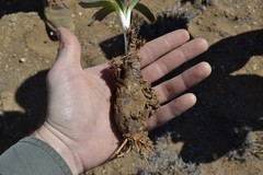 Ledebouria apertiflora