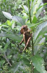Abisares viridipennis