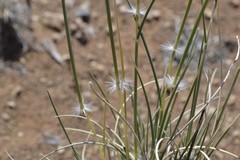 Stipagrostis ciliata