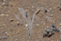 Stipagrostis ciliata