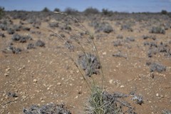 Stipagrostis ciliata