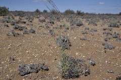 Stipagrostis ciliata