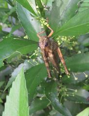 Abisares viridipennis