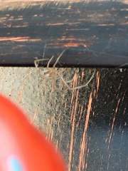 Steatoda grossa