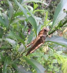 Abisares viridipennis