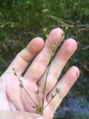 Juncus brachycephalus