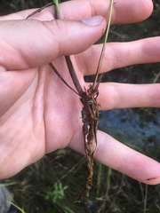 Juncus brachycephalus