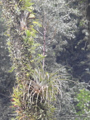 Tillandsia limbata