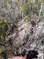 Muhlenbergia wrightii
